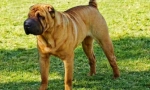 Drowny dog (снимка): девало куче с невероятен външен вид